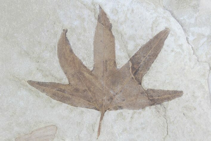 Fossil Sycamore (Platanus) Leaf - Green River Formation #78091